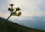 09 Tephroseris longifolia (Senecione di Gaudin) con vista in Cime Grem-Foppazzi